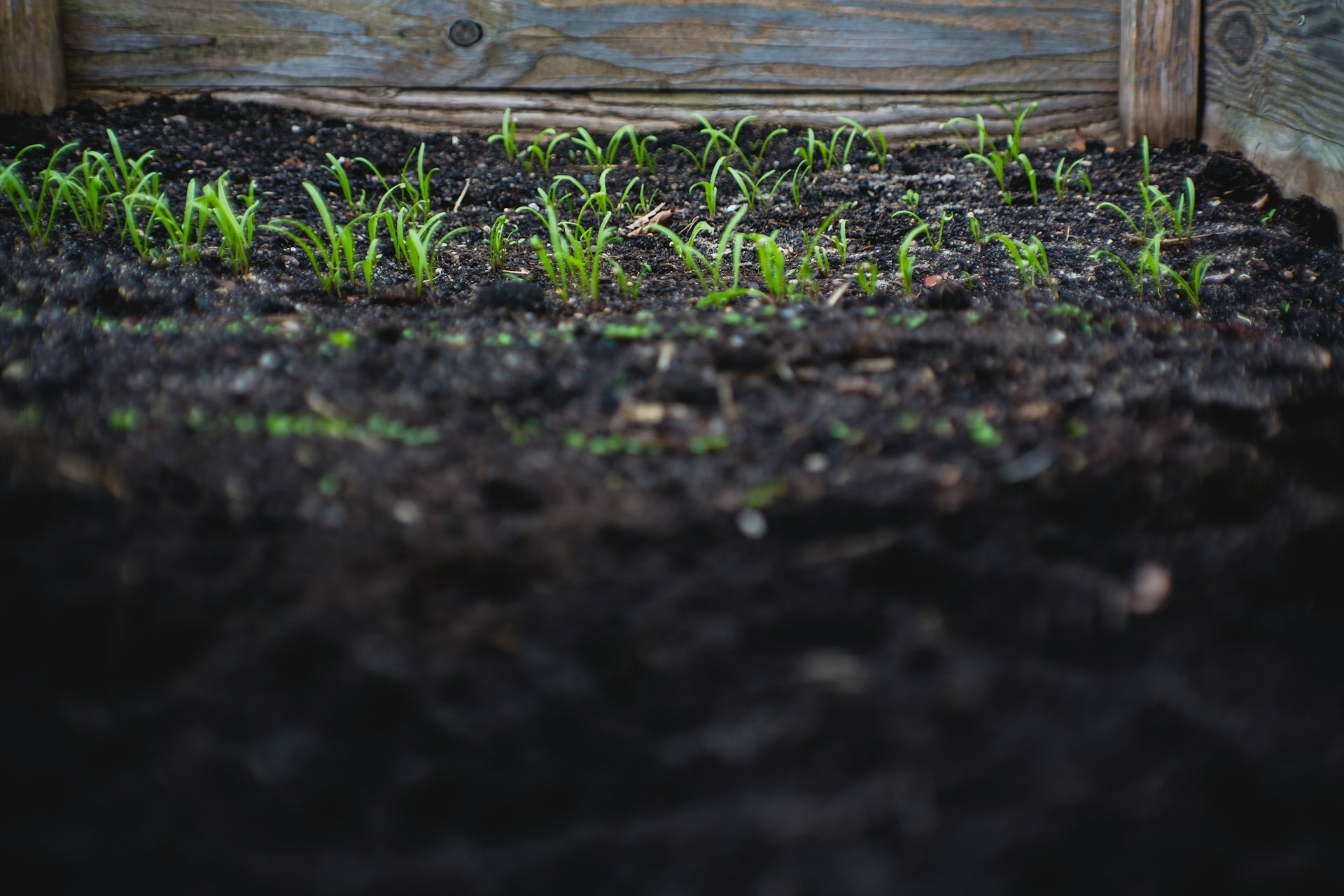 Trump Makes Dirt Great Again?